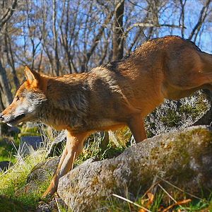 Foto WildMed, el último bosque mediterráneo