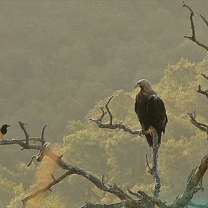 Foto WildMed, el último bosque mediterráneo