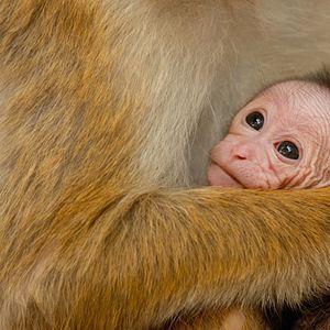 Foto El reino de los monos