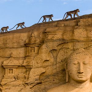 Foto El reino de los monos