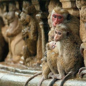 Foto El reino de los monos