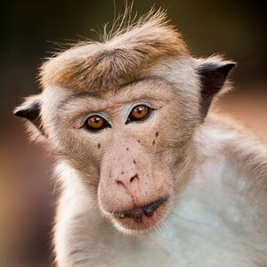 Foto El reino de los monos