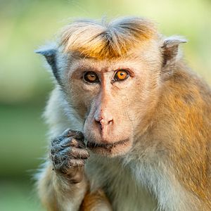 Foto El reino de los monos