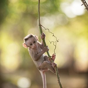 Foto El reino de los monos