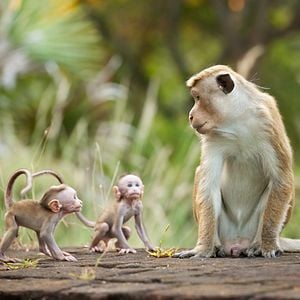 Foto El reino de los monos