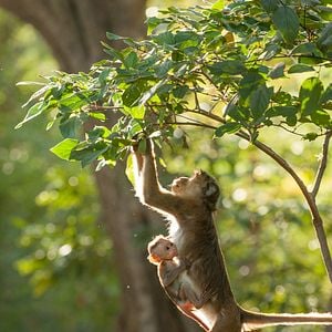 Foto El reino de los monos