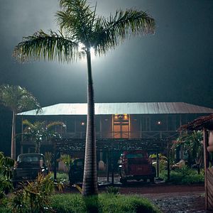 Foto Palmeras en la nieve