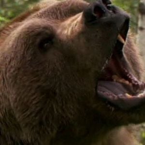 Foto Grizzly Rage