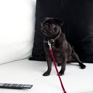 Foto Molly Moon y el increíble libro del hipnotismo