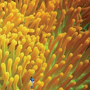 Foto Buscando a Dory
