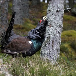 Foto Cantábrico: Los dominios del oso pardo