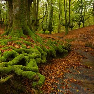 Foto Cantábrico: Los dominios del oso pardo