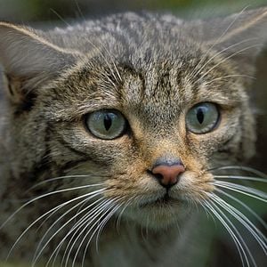 Foto Cantábrico: Los dominios del oso pardo