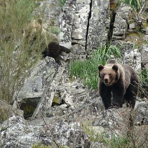 Foto Cantábrico: Los dominios del oso pardo