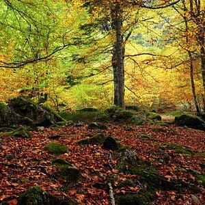 Foto Cantábrico: Los dominios del oso pardo