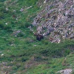 Foto Cantábrico: Los dominios del oso pardo