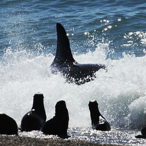 Foto El faro de las orcas
