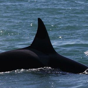 Foto El faro de las orcas