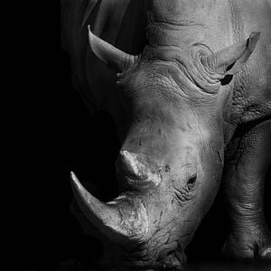 Foto Racing Extinction: Cuenta Regresiva