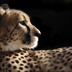 Foto Racing Extinction: Cuenta Regresiva