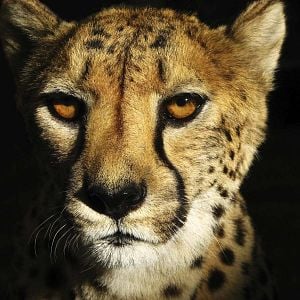 Foto Racing Extinction: Cuenta Regresiva