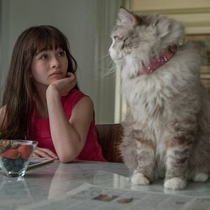 Foto Siete vidas, este gato es un peligro