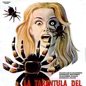 Foto La tarántula del vientre negro