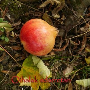 Foto Telas en las ramas