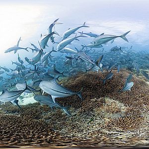 Foto En busca del coral