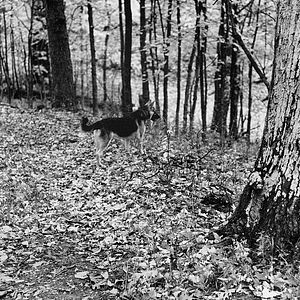 Foto Look & See: A Portrait of Wendell Berry
