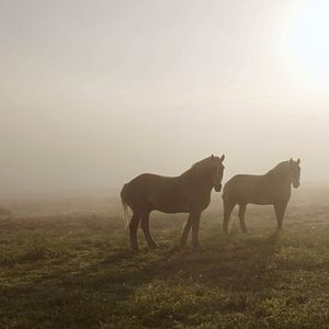 Foto Look & See: A Portrait of Wendell Berry