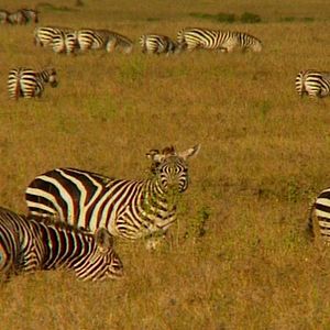 Foto Altamira: Desde siempre para siempre