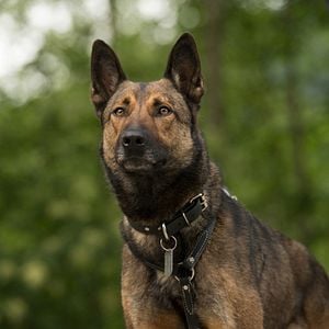 Foto Max 2, el héroe de la Casa Blanca