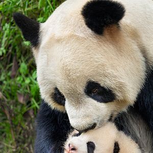 Foto Nacidos en China