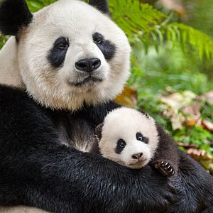 Foto Nacidos en China