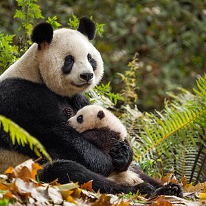 Foto Nacidos en China