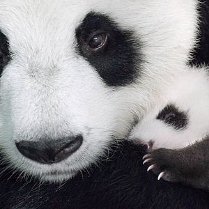 Foto Nacidos en China