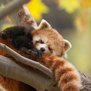 Foto Nacidos en China