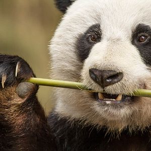 Foto Nacidos en China