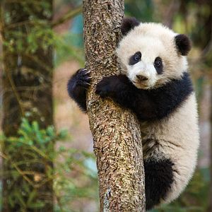 Foto Nacidos en China