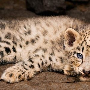 Foto Nacidos en China