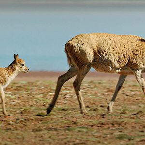 Foto Nacidos en China