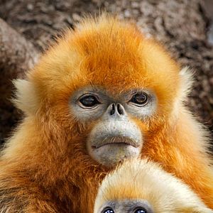 Foto Nacidos en China