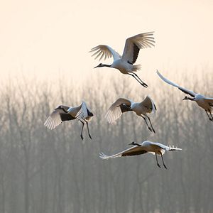 Foto Nacidos en China