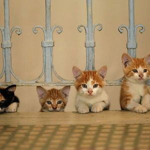 Foto Kedi (Gatos de Estambul)