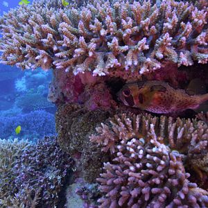 Foto En busca del coral