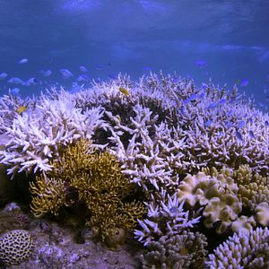 Foto En busca del coral