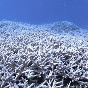 Foto En busca del coral