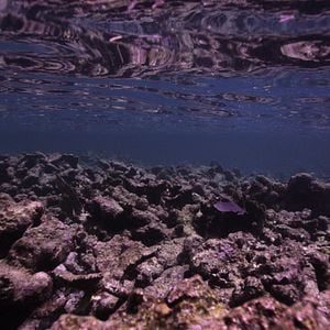 Foto En busca del coral