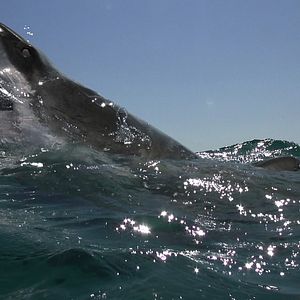 Foto Open Water: Inmersión extrema